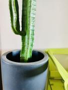 Top Senigallia Top Senigallia