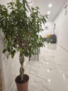 Top Lotzorai Top Lotzorai