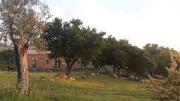 Top Frassino