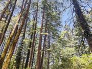 Astitva off-beat Forest Home