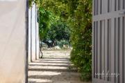 Masseria Giangrande - Rooms and Apartment