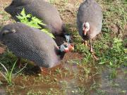 Top Bāghmundi Top Bāghmundi