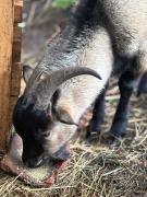 Top Bragança Top Bragança