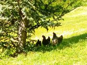 Maison et table dhôtes du Vert Vallon