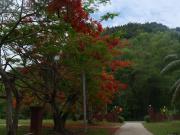 Top Chiang Rai
