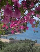 Sevinc Papatya House