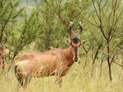 Carlsruhe Private Game Reserve Cullinan