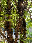 Top Formiga Top Formiga