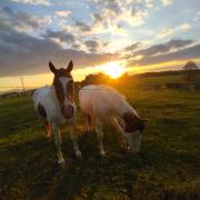Top Stará Červená Voda