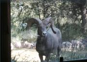 Top Glenwood Springs