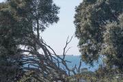Top Blairgowrie Top Blairgowrie