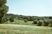 Top Montescudaio