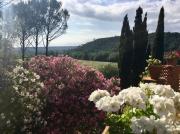 Top Montescudaio