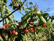 Top Torchiarolo Top Torchiarolo