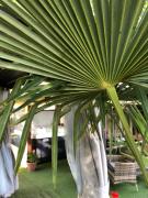 Top Hajdúszoboszló