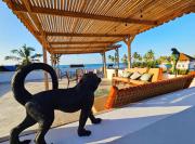 Zanzicrown Zanzicrown