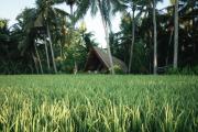 Coconut Corner - Rice Field Dome