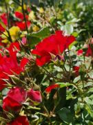 Top Greve in Chianti