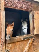 Kъщичка в полите на планина Витоша с коне и животни