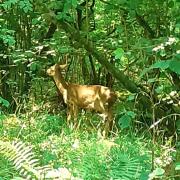 Bridgewood Camping - CABIN