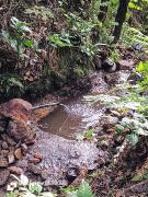 Studio Árvore da vida