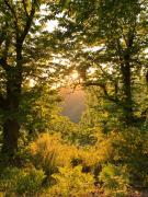 Top Coreglia Antelminelli