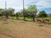 Top Citta' Sant'Angelo