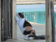 Top Saint-Thomas-de-Cônac