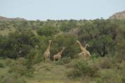 Swartfontein Game and Adventure Lodge
