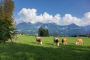 Top Schönau am Königssee