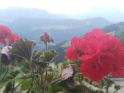 Mitterhofer Appartements