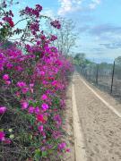 Haveli Anirudh - Royalty Redefined