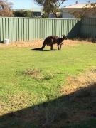 Baudin Beach Holiday Units - Unit 1