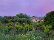 Top Buseto Palizzolo