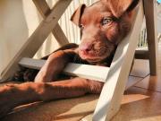 Top Buseto Palizzolo