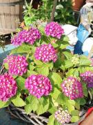 Top Castrezzato Top Castrezzato