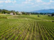 Apartment in Lucca with Winery and Pool