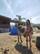 Mountainside Log Cabin near to Golf and Sea