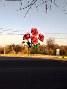 Top Colonia Las Rosas