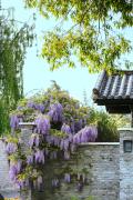 Top Lijiang