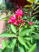 Top Sukhothai Top Sukhothai