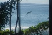 Top Cabo Matapalo