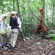 Top Bukit Lawang