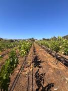 Top Villa de Juárez