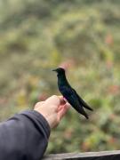 Top Santa Rosa de Cabal