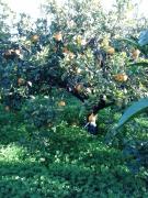 Top Francavilla Marittima