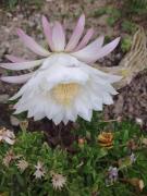 Paula Apartmani Paula Apartmani