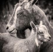 Top Pembroke Top Pembroke