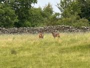 Lindisfarne Cottage in Windermere