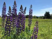 Über den Dächern von Winterberg - im Bikepark